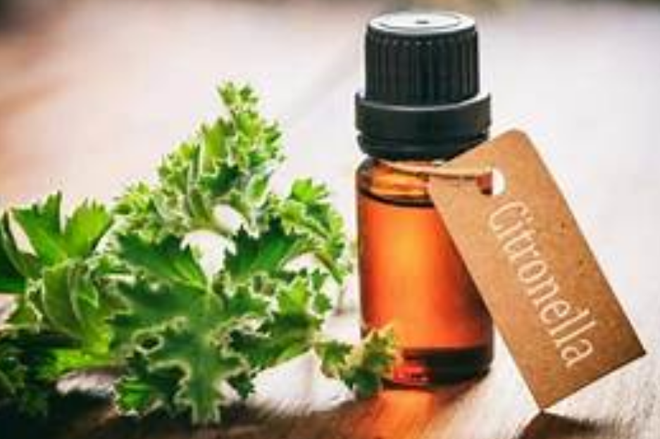 Citronella Essential Oil