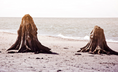 Load image into Gallery viewer, Whispers of Wood - Fragrance Oil
