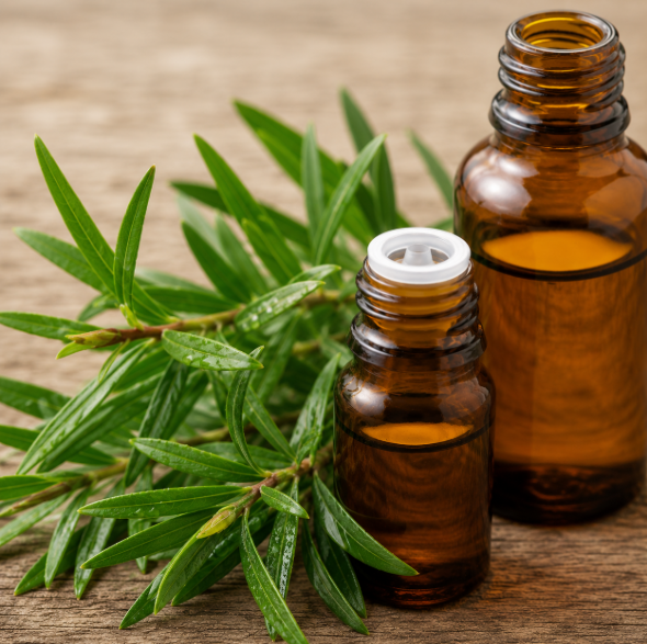 Tea Tree Essential Oil